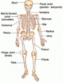 /album/photogallery/skeleton300-gif/